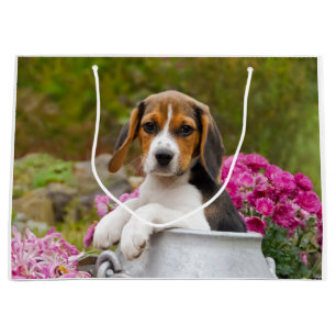 Niedlicher Beagle-Hundewelpe in einer Milchkanne - Große Geschenktüte