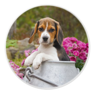 Niedlicher Beagle-Hundewelpe in einer Milchkanne - Keramikknauf