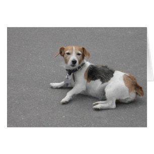 Niedlicher Beagle Mongrel