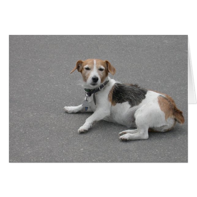 Niedlicher Beagle Mongrel (Vorderseite (Horizontal))