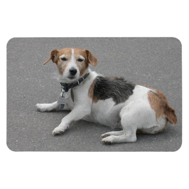Niedlicher Beagle Mongrel Magnet (Horizontal)
