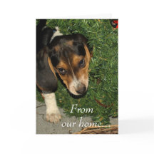 Niedlicher Beagle Welpe Snoopy - Weihnachten