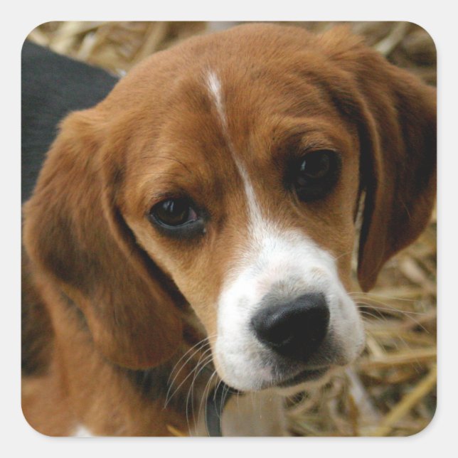 Niedlicher Beagle Welpen-Hund Grußkleber Quadratischer Aufkleber (Vorderseite)
