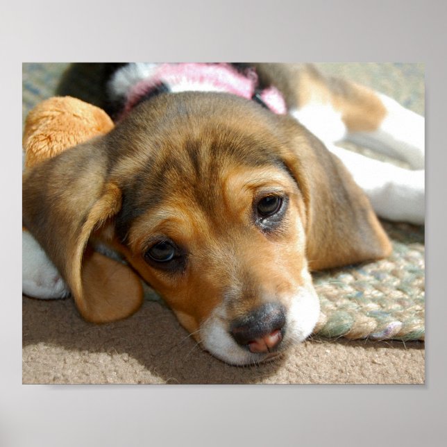 Niedlicher Beagle Welpenposter Poster (Vorne)