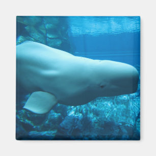 Niedlicher Beluga-Wal im Aquarium in Georgia Magnet