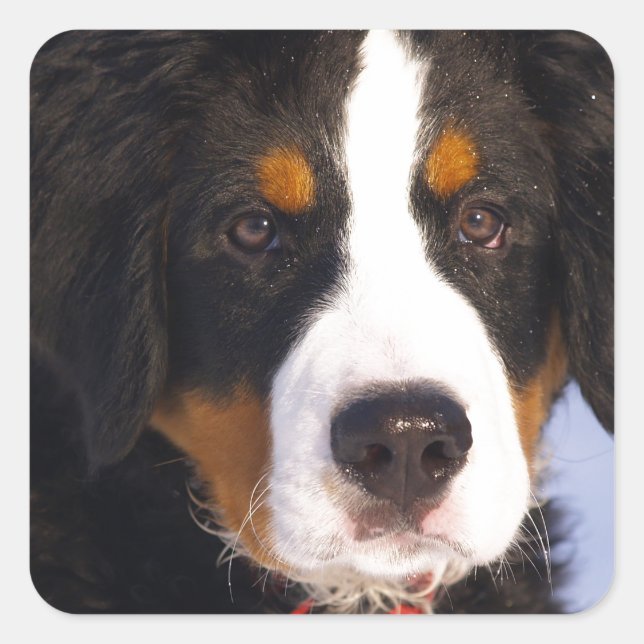 Niedlicher Berner Hund Quadratischer Aufkleber (Vorderseite)