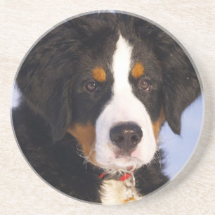 Niedlicher Berner Hund Sandstein Untersetzer