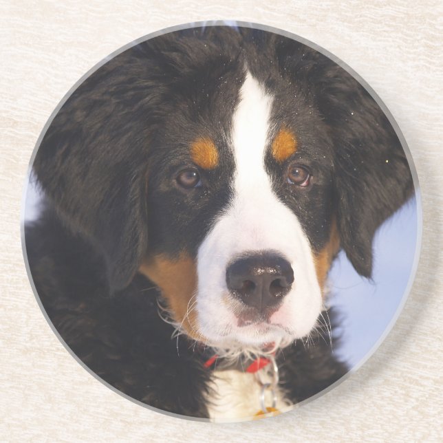 Niedlicher Berner Hund Sandstein Untersetzer (Vorne)