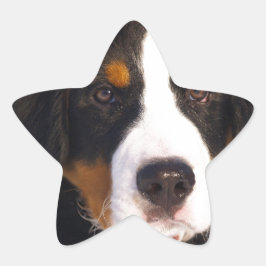 Niedlicher Berner Hund Stern-Aufkleber