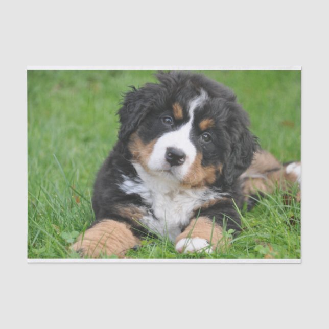 Niedlicher Berner Hund Welpe Seidenpapier (Vorderseite)