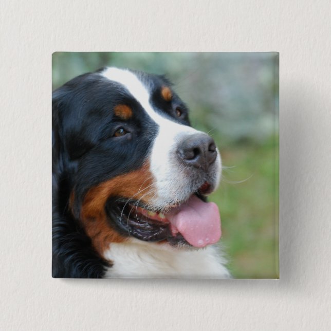 Niedlicher Bernese Knopf Button (Vorderseite)