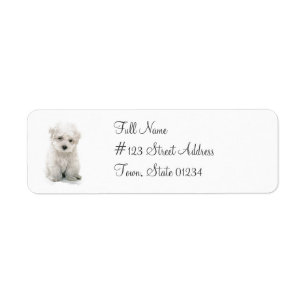 Niedlicher Bichon Frise