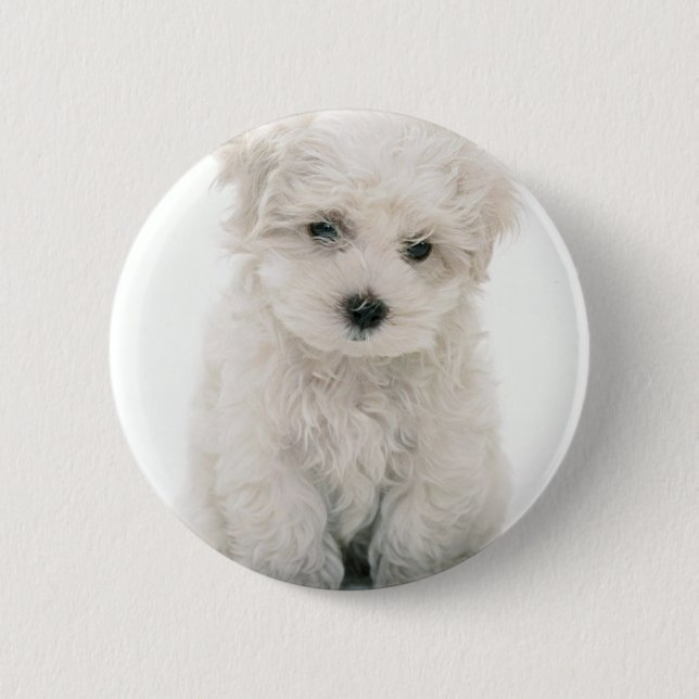 Niedlicher Bichon Frise runder Knopf Button (Vorderseite)