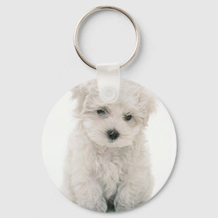 Niedlicher Bichon Frise Schlüsselanhänger