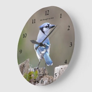 Niedlicher Blauhäher Singvogel posiert auf einem B Große Wanduhr