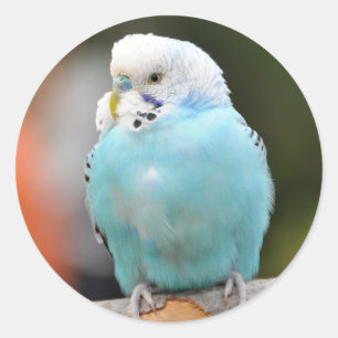 Niedlicher Blue Budgie Bird auf einer Baumzweigung Runder Aufkleber