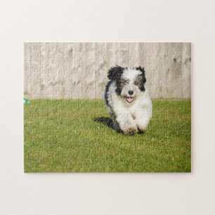 Niedlicher Bobtail