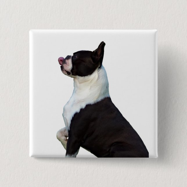 Niedlicher Boston Terrier Square Button (Vorderseite)