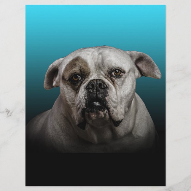 Niedlicher Boxer Hund mit blauem schwarzem Hinterg Briefkopf (Vorderseite)