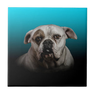 Niedlicher Boxer Hund mit blauem schwarzem Hinterg Fliese
