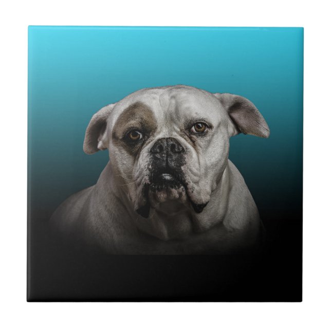 Niedlicher Boxer Hund mit blauem schwarzem Hinterg Fliese (Vorderseite)