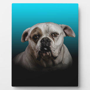 Niedlicher Boxer Hund mit blauem schwarzem Hinterg Fotoplatte