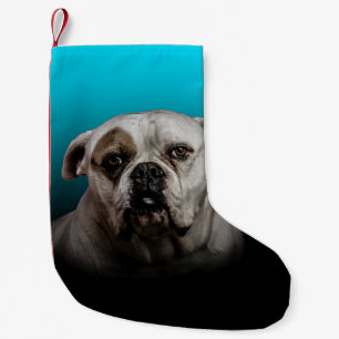 Niedlicher Boxer Hund mit blauem schwarzem Hinterg Kleiner Weihnachtsstrumpf