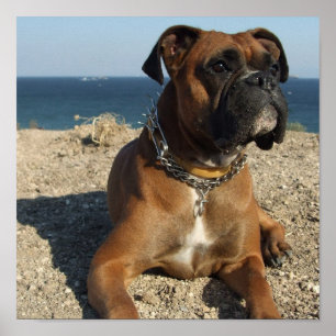 Niedlicher Boxer-Welpen-Hundedruck Poster