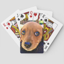 Niedlicher brauner Dackel Welpenhund