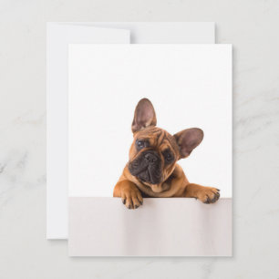 Niedlicher Bulldog   Sehr Niedlich, English Bulldo Einladung