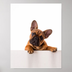 Niedlicher Bulldog Sehr Niedlich, English Bulldo Poster