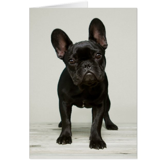 Niedlicher Bulldog-Welpe (Vorne)