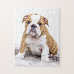 Niedlicher Bulldoggen-Welpe, der sich hinsitzt