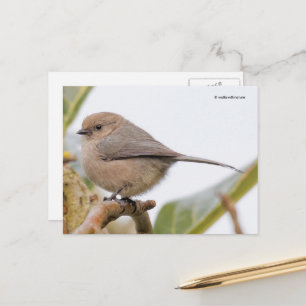 Niedlicher Buschtitelschmetterlingsvogel auf Birnb Postkarte
