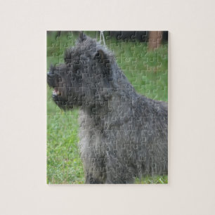 Niedlicher Cairn-Terrier