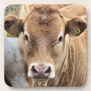 NIEDLICHER CALF GETRÄNKEUNTERSETZER