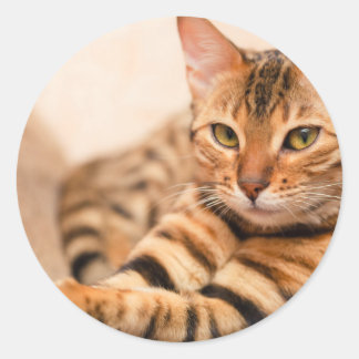 Niedlicher Cat Classic Round Sticker, glänzend Runder Aufkleber