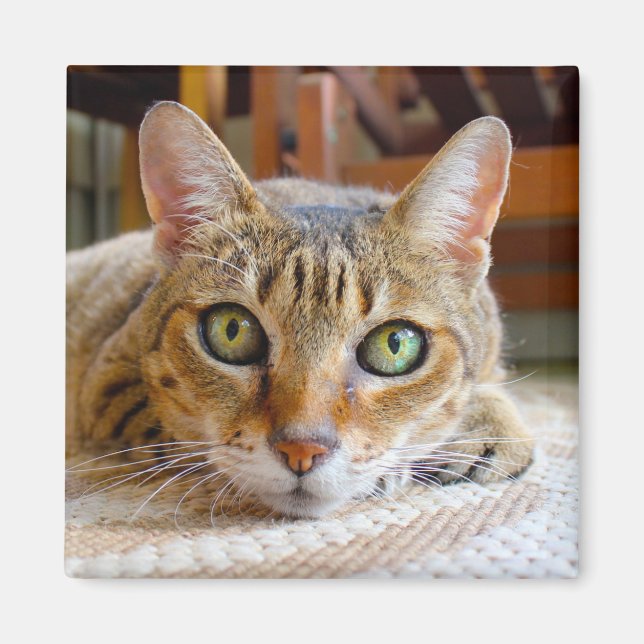Niedlicher Cat-Magnet Magnet (Vorne)