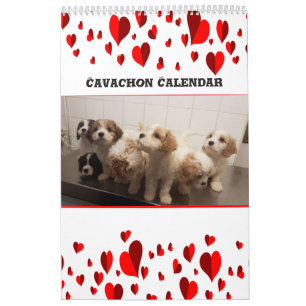 Niedlicher Cavachon-Hund Kalender