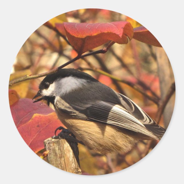 Niedlicher Chickadevogel mit rosafarbenen Herbstbl Runder Aufkleber (Vorderseite)