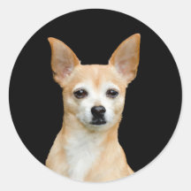 Niedlicher Chihuahua Dog Tan Black Pet Porträt Kun