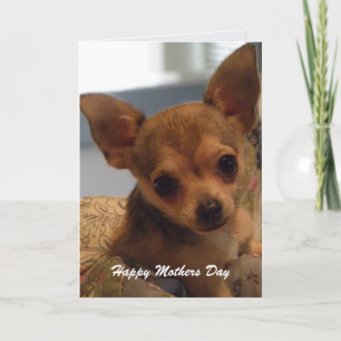 Niedlicher Chihuahua: Mutter-Tageskarte Karte