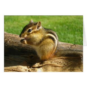 Niedlicher Chipmunk