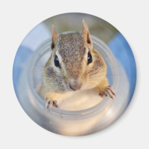 Niedlicher Chipmunk, der in einem Magnet
