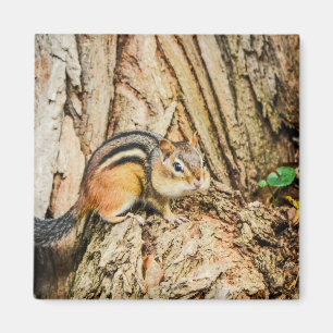 Niedlicher Chipmunk-Holztierplatz Magnet