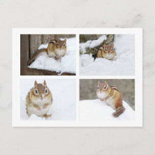 Niedlicher Chipmunk im Snow-4-Fotomaterial Postkarte