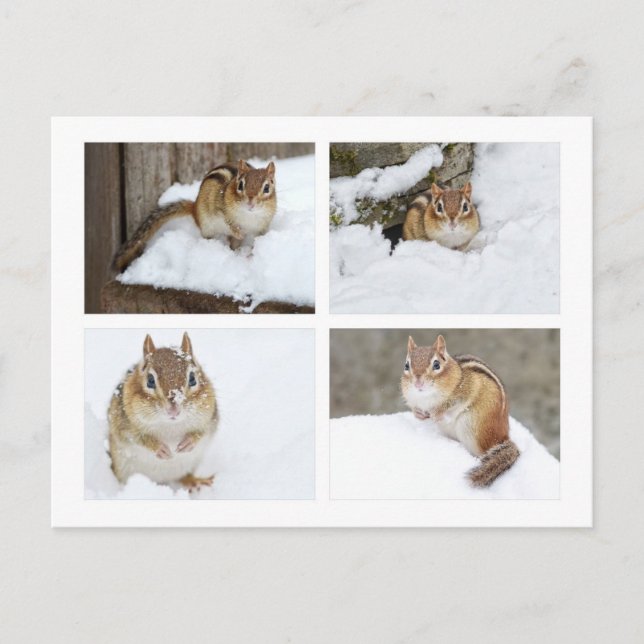 Niedlicher Chipmunk im Snow-4-Fotomaterial Postkarte (Vorderseite)