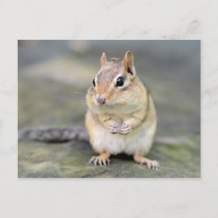 Niedlicher Chipmunk mit Bug Friend Postkarte