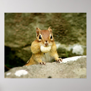 Niedlicher Chipmunk mit großer Leckerei Poster