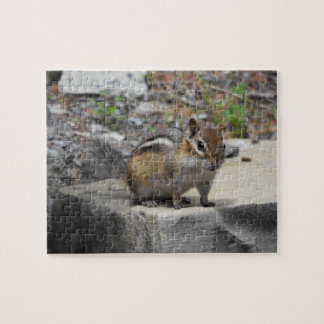 Niedlicher Chipmunk wie Critter auf einem Felsen